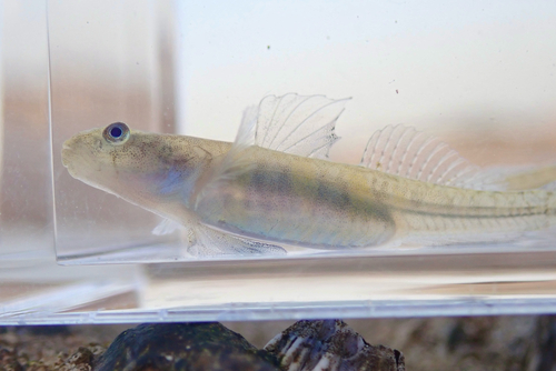 Bigmouth gudgeon goby (Gymnogobius macrognathos) — Gobiidae