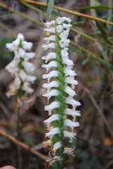 Spiranthes bightensis, photograph (c) Zihao Wang, some rights reserved (CC BY)