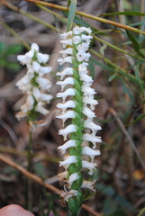 Spiranthes bightensis, photograph (c) Zihao Wang, some rights reserved (CC BY)