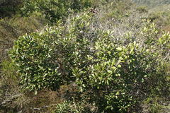 Comarostaphylis diversifolia diversifolia