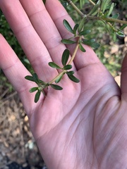 Coprosma ×cunninghamii