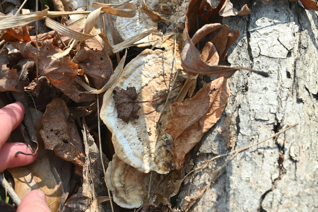 Trametes lactinea
