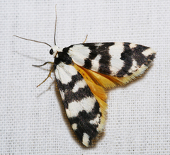 Thallarcha trissomochla