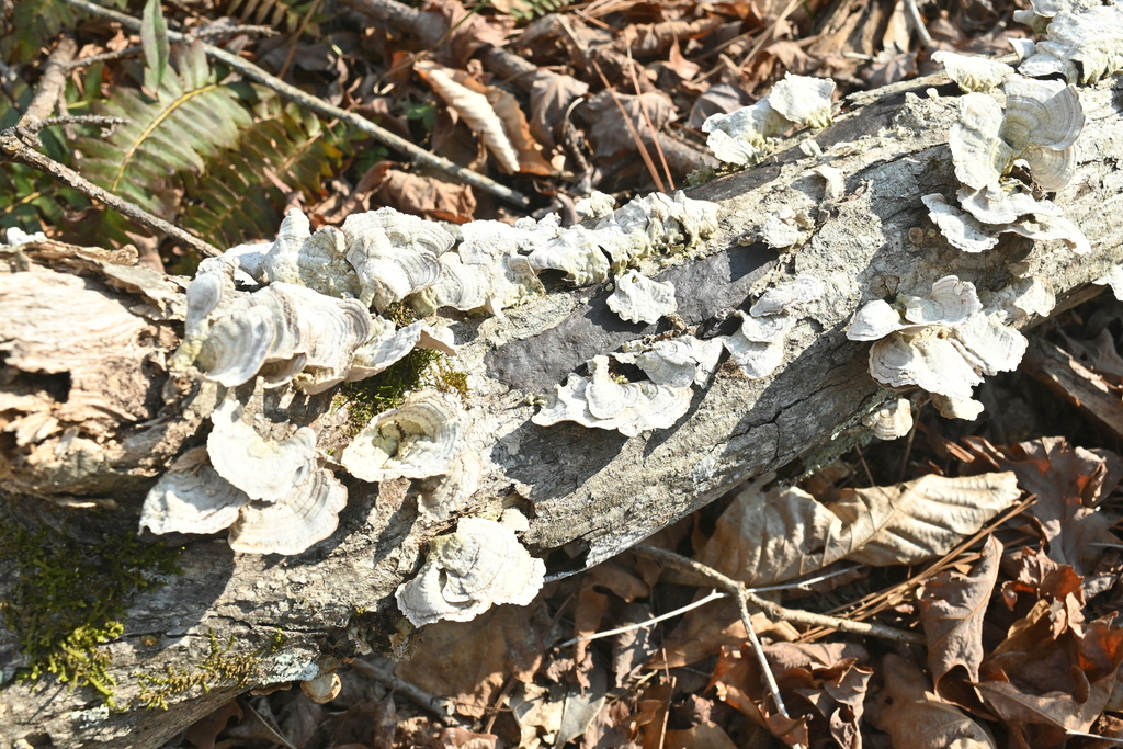 Stereum fasciatum · February 2026 · photo: © merkertgrace (iNaturalist, cc-by)