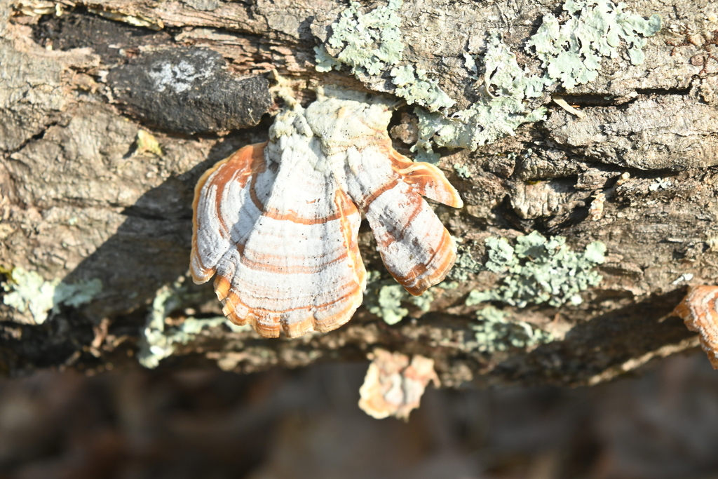 Stereum lobatum · February 2026 · photo: © merkertgrace (iNaturalist, cc-by)