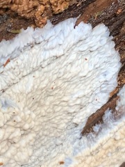 Phlebia rufa