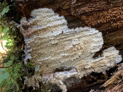 Phlebia rufa
