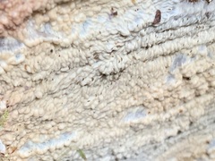 Phlebia rufa