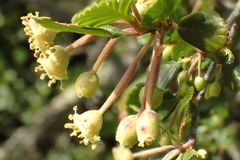 Cercocarpus minutiflorus