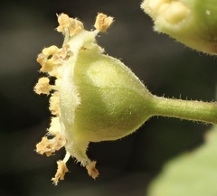 Cercocarpus minutiflorus