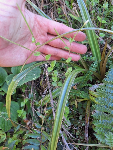 Epilobium chlorifolium observed 2026-02-06