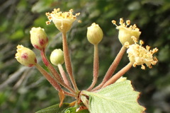 Cercocarpus minutiflorus