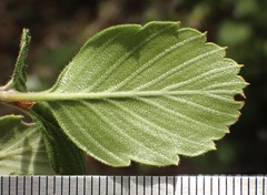 Cercocarpus minutiflorus
