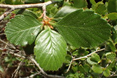 Cercocarpus minutiflorus