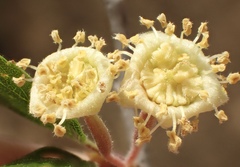 Cercocarpus minutiflorus