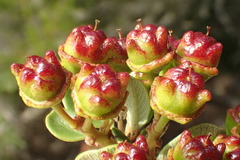 Ceanothus megacarpus megacarpus