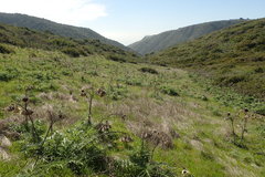 Cynara cardunculus cardunculus