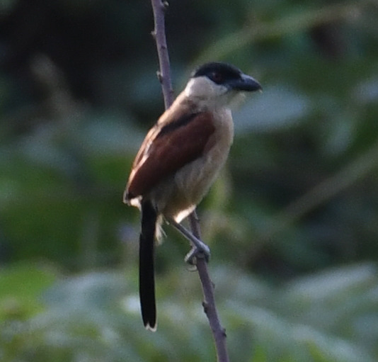 Marsh Tchagra (Bocagia minuta), photo 3