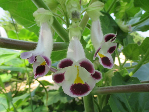 Cat's Claw (Martynia annua)