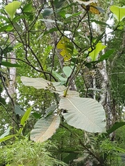 Condaminea corymbosa