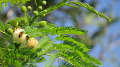 Leucaena leucocephala image