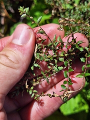 Coriaria plumosa, photograph (c) Oscar Dove, some rights reserved (CC BY)