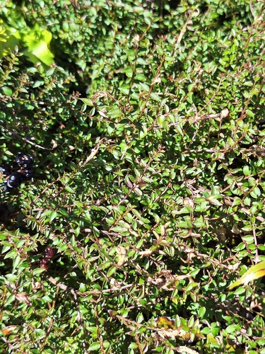 Coriaria plumosa, photograph 4