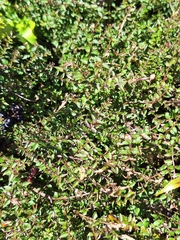Coriaria plumosa, photograph (c) Oscar Dove, some rights reserved (CC BY)