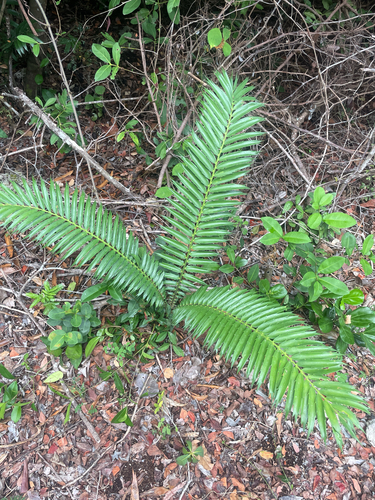 Mombasa Cycad (Encephalartos hildebrandtii)