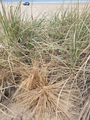 Spinifex hirsutus