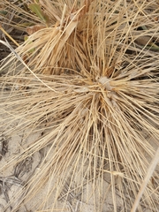 Spinifex hirsutus