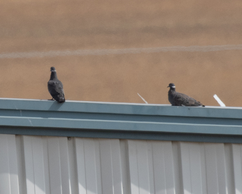 White-collared Pigeon (Columba albitorques), photo 6