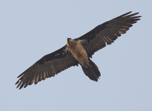 African Bearded Vulture