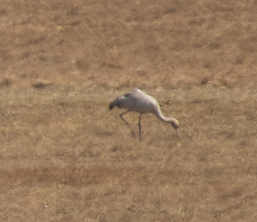 Common Crane