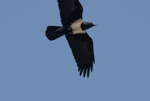 Pied Crow