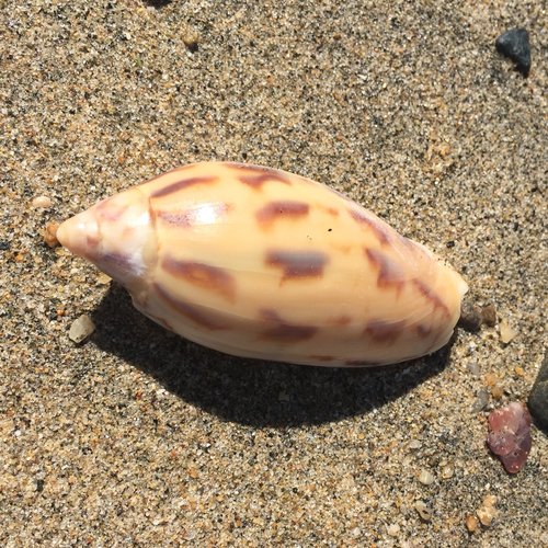 Amoria maculata observed 2026-02-24