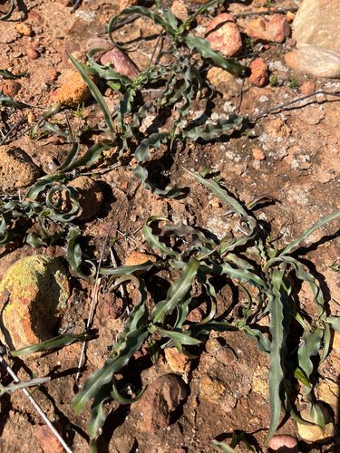 small-flowered soaproot (Hooveria parviflora)