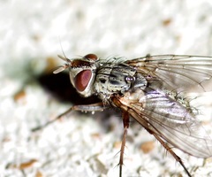 Cryptomeigenia