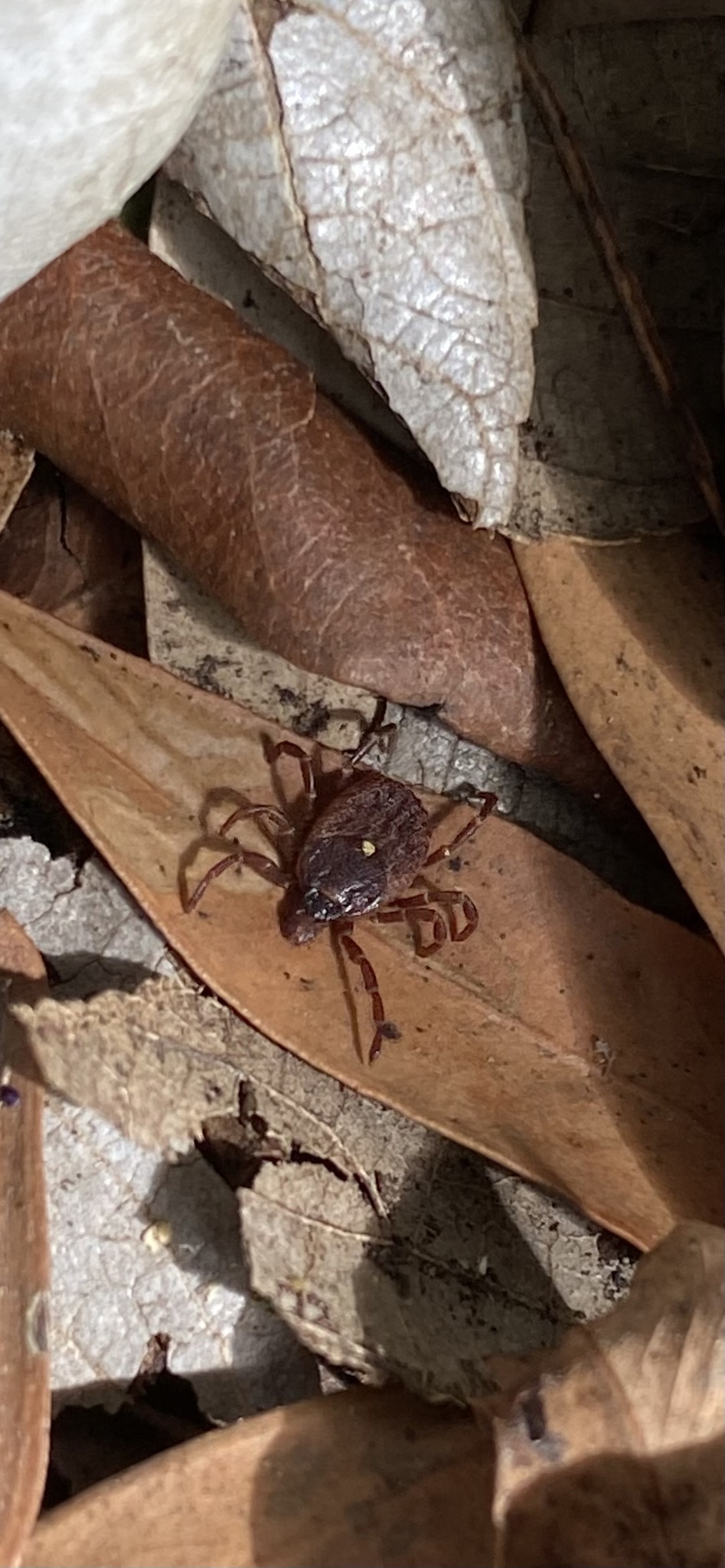Amblyomma triguttatum Koch, 1844