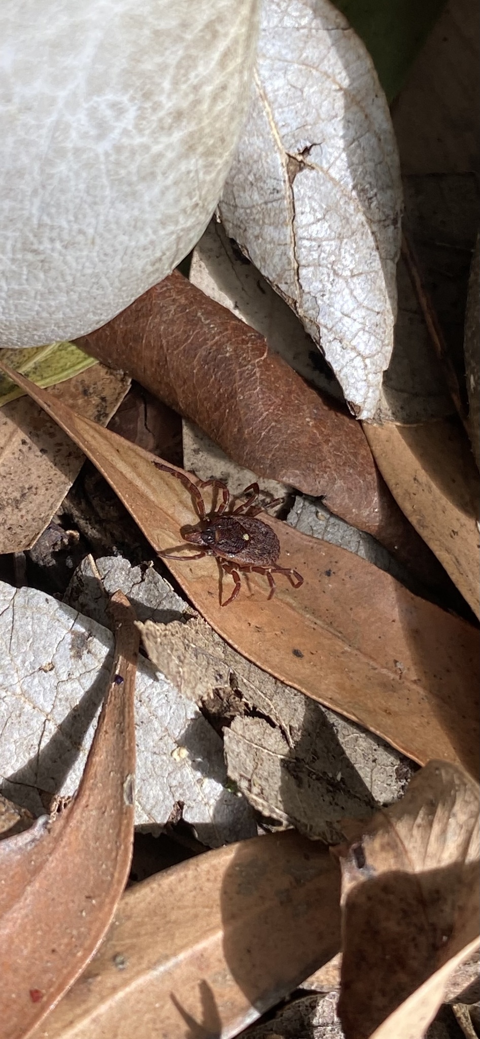 Amblyomma triguttatum Koch, 1844