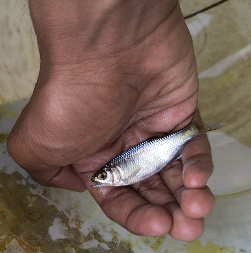 Malabar baril (Barilius gatensis) — Cyprinidae — 3