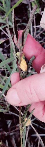 Chamaecrista nictitans observed 2026-01-11