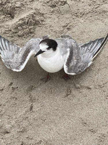Common Tern observed by sanotar_camping