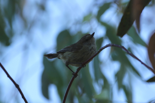 Acanthiza lineata