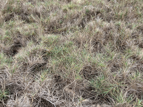 Ravan's Mustache (Spinifex littoreus)
