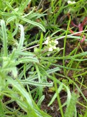 Lepidium nitidum