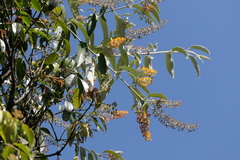 Buddleja madagascariensis, photograph (c) Dinesh Valke, some rights reserved (CC BY-SA)