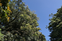 Buddleja madagascariensis, photograph (c) Dinesh Valke, some rights reserved (CC BY-SA)