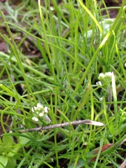 Lepidium nitidum