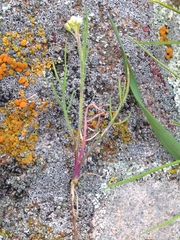 Lepidium nitidum